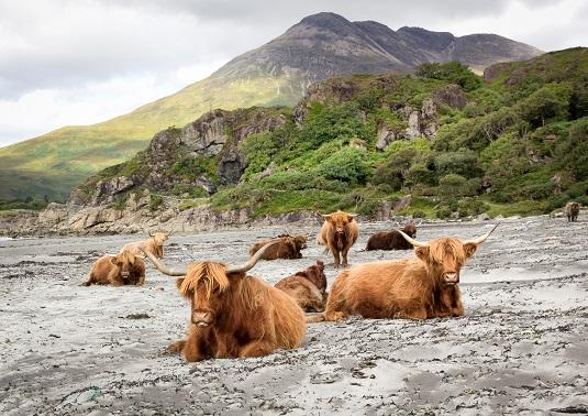 Highland Cows Schottland