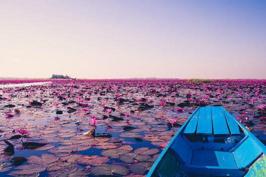 backpacker in southeast asia: lotus