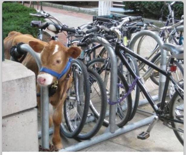 calf park
