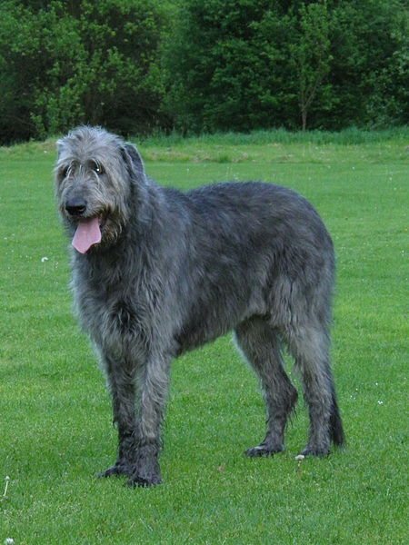 irish dog