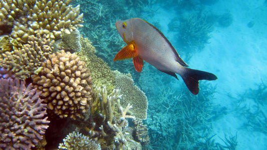 Great Barrier Reef - SydCam