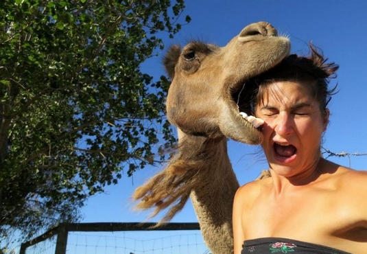 3_Eaten by camel