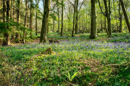 Star Wars Filming Locations - Forest of Dean