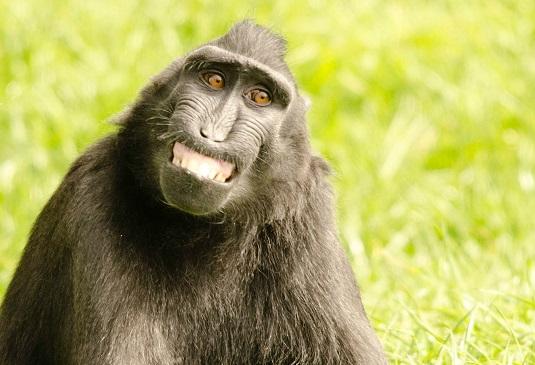 affe