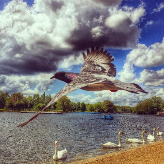 bird