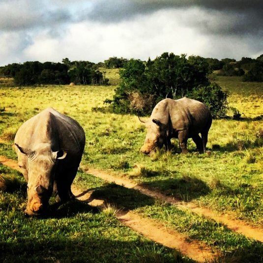 rhinos