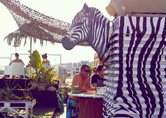 zebra