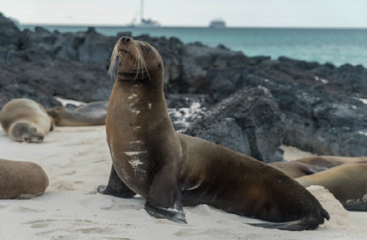 Foca