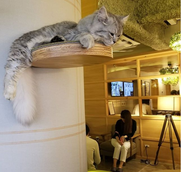 Animal cafe