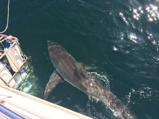 Tiburones blancos en Sudáfrica