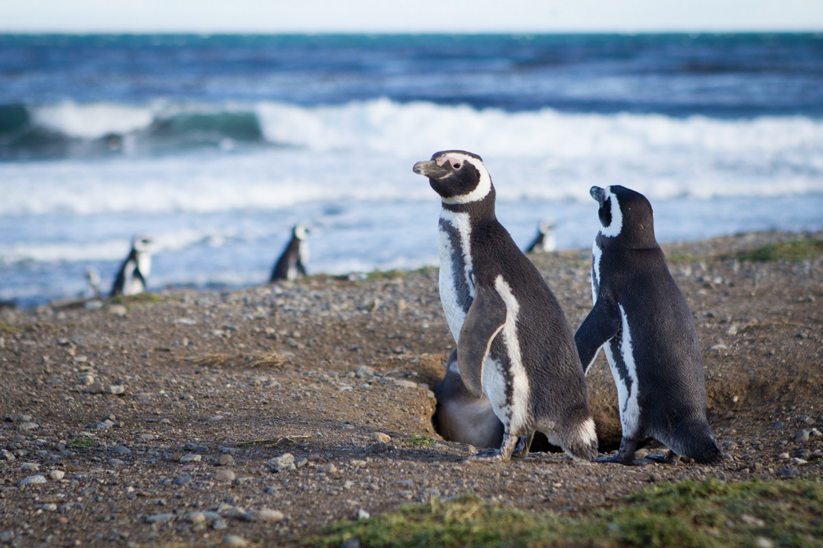 RTW-Patagonia-Punta-Arenas