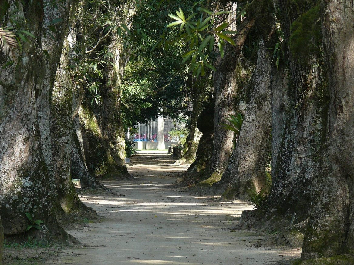 jardin-botanique-rio