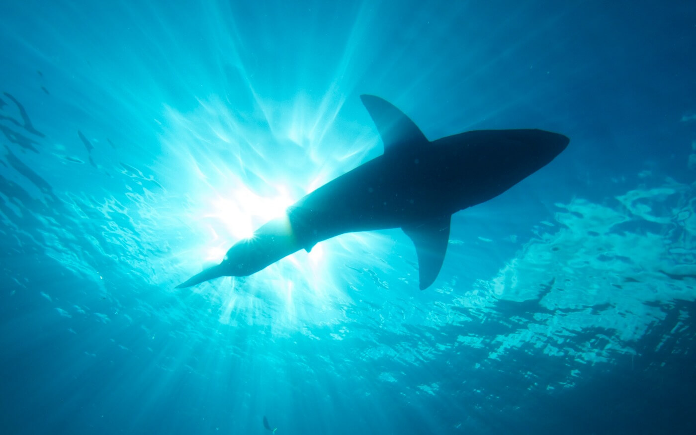 shark