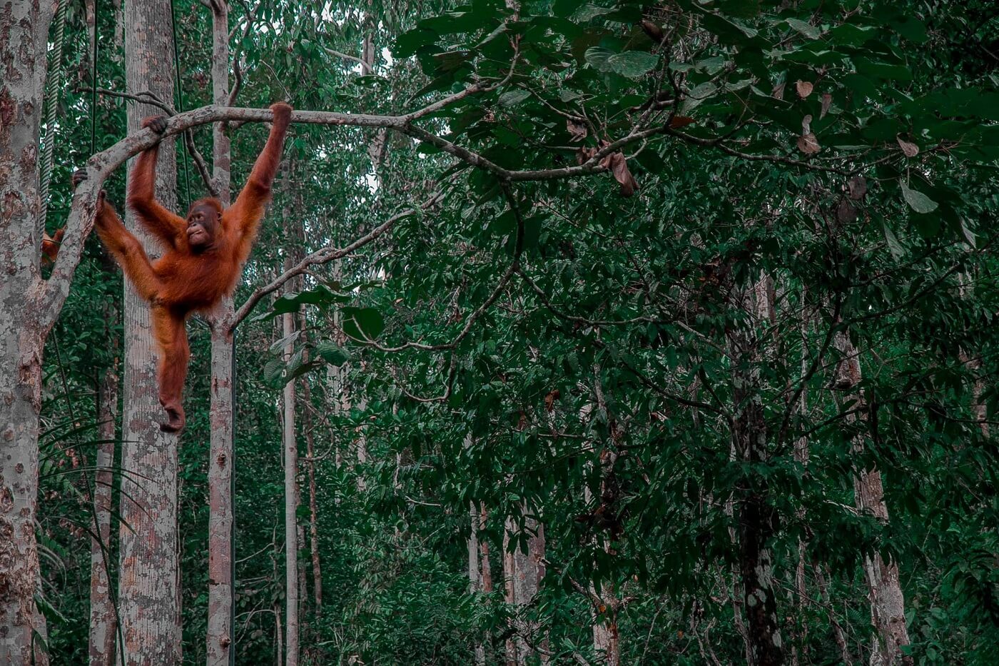 orang-outan-borneo
