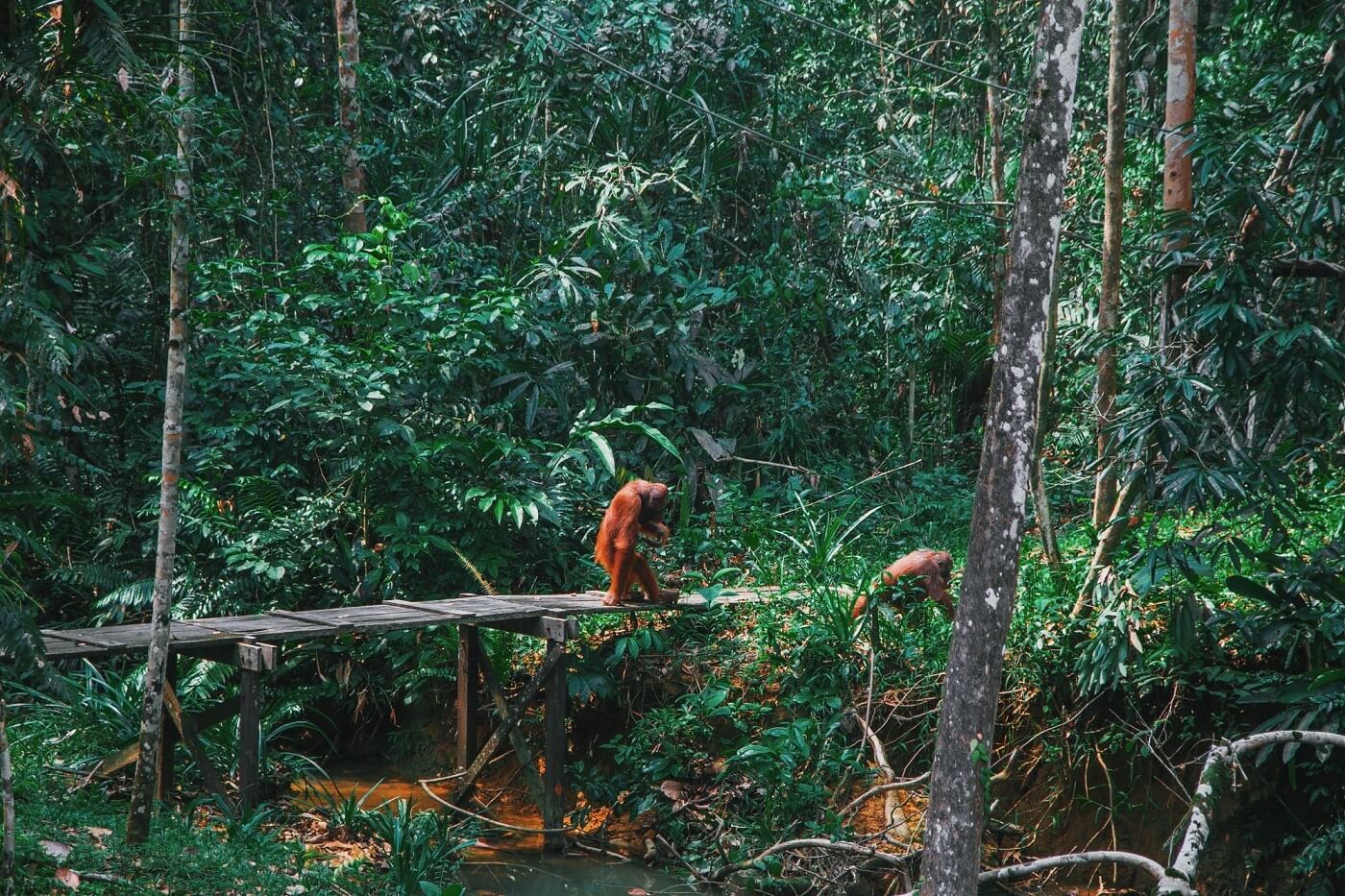 orang-outan-parc-national-borneo
