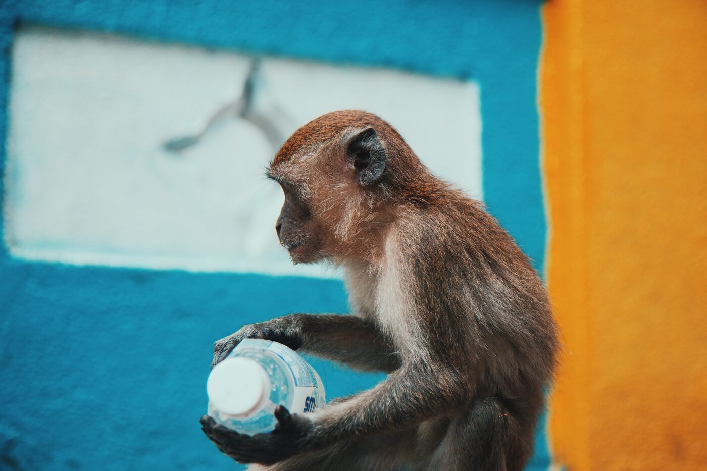 singe-malaisie