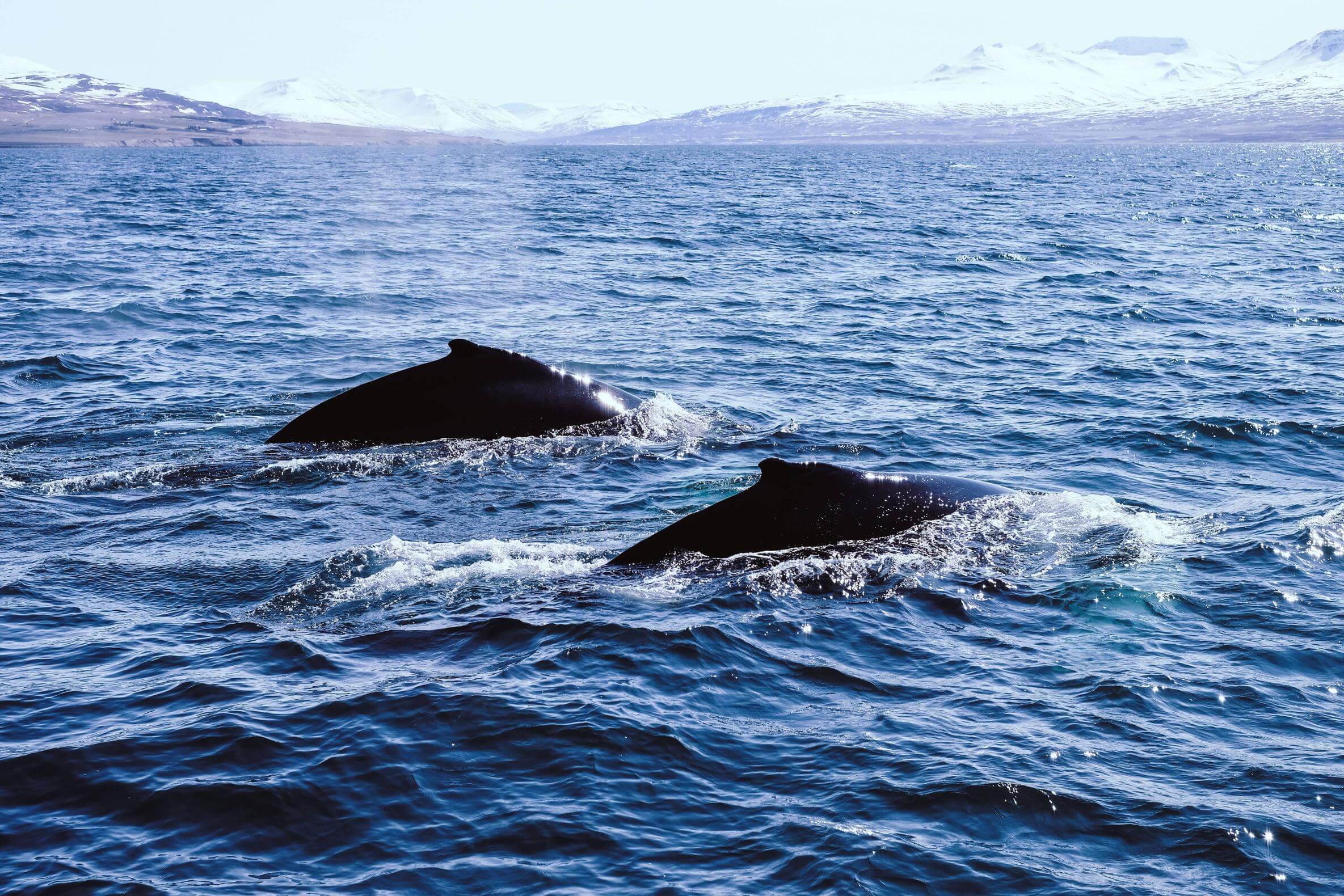 ballenas en Islandia, que ver en Islandia