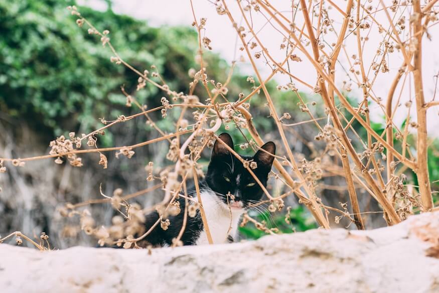 Things to Do in Dubrovnik - Cat hiding in the bushes (c) Lola Wright