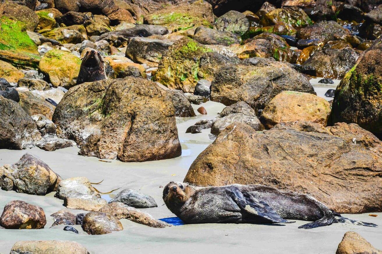 Otago-Peninsula-Sandfly-Bay-3 sommertage