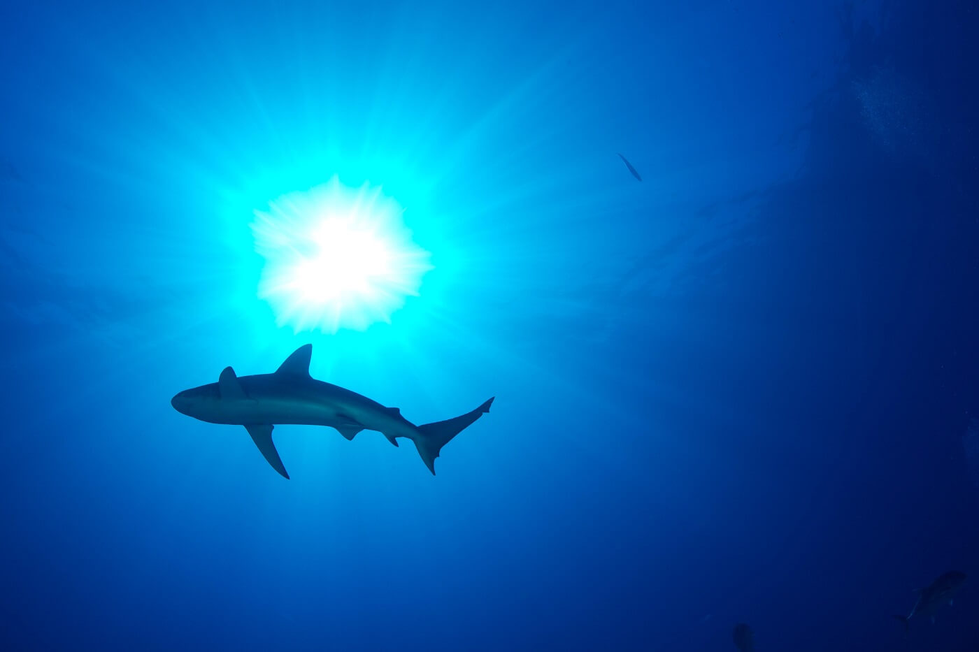 plongee-avec-requins