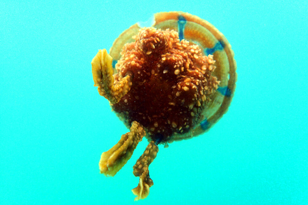 4-siargao-quallen-philippinen