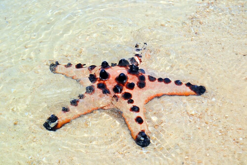 9-philippinen-palawan-honda-bay-starfish-island-2