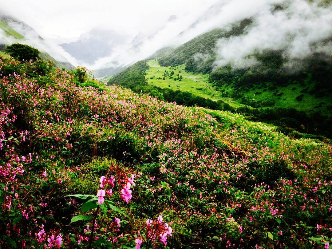 Colourful Places - Valley Of Flowers National Park, India