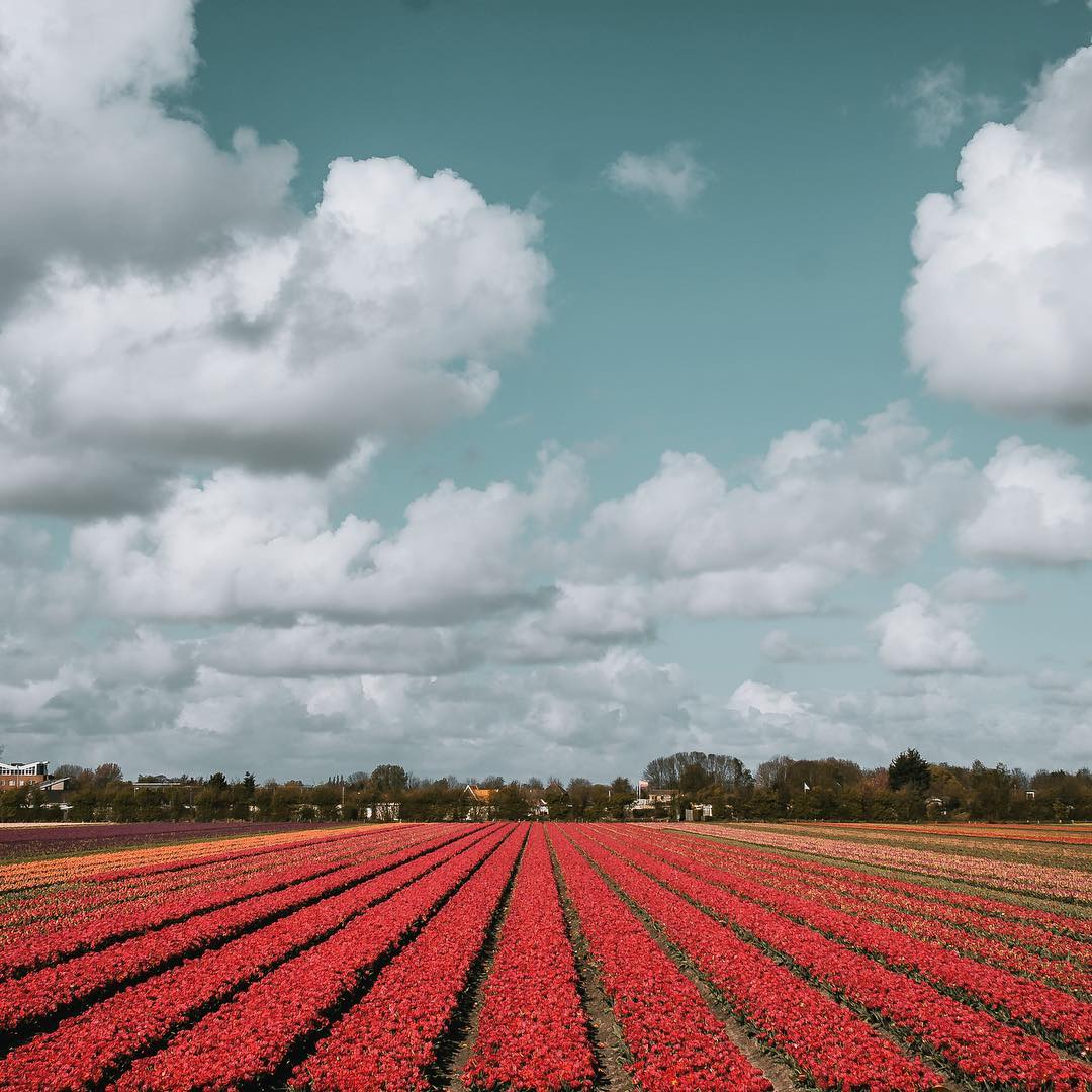Colourful Places Around the World - Noordoostpolder Tulip Fields, Amsterdam
