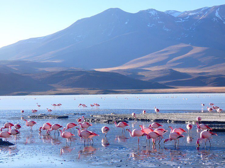 Salar d’Uyuni flamants