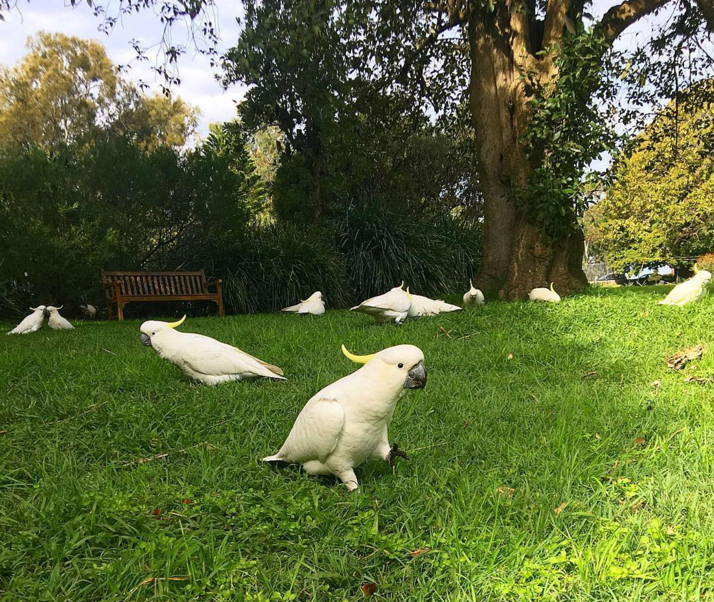 Things to do in Sydney Royal Botanical Gardens @helena_of_troya