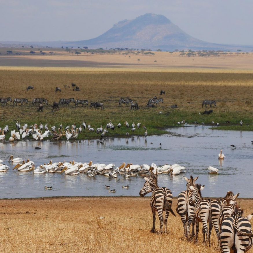 Tanzania Travel Guide - Get up close with nature on a budget Tanzanian safari