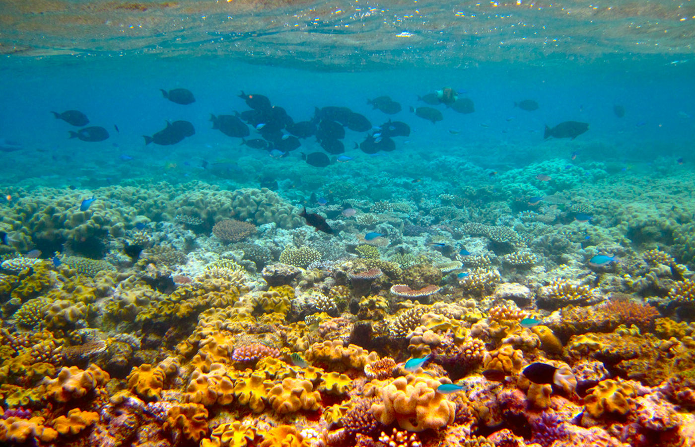 paysage magnifique : Grande barrière de corail