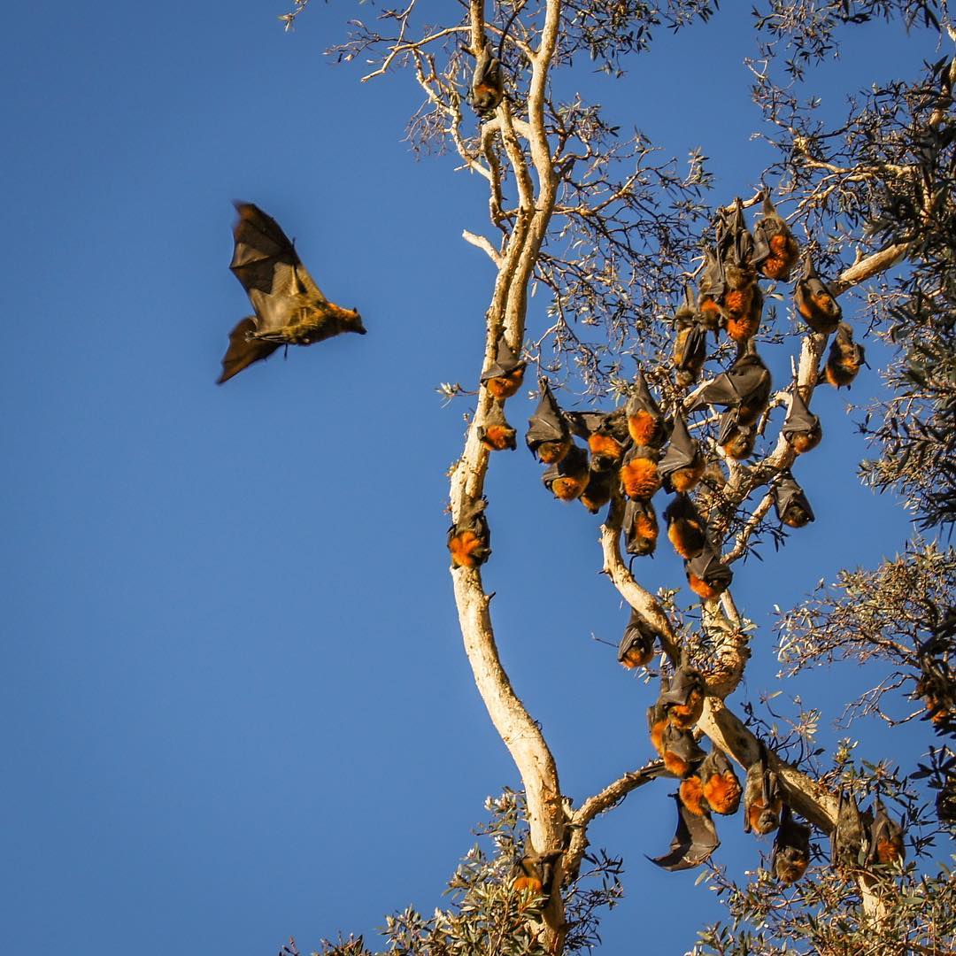 Things to Do in Sydney - Watch the bats feeding at twilight in Centennial Park