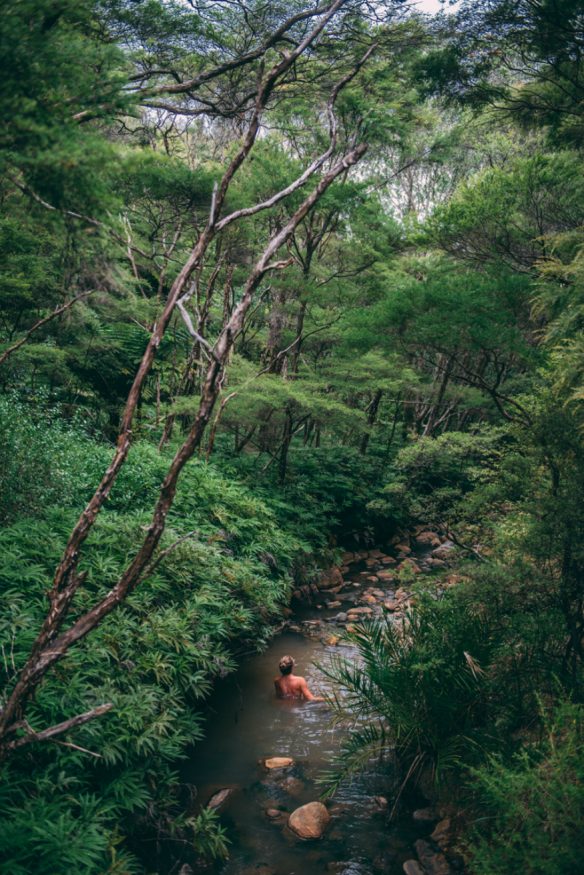 Best Places to Visit in New Zealand - Great Barrier Island