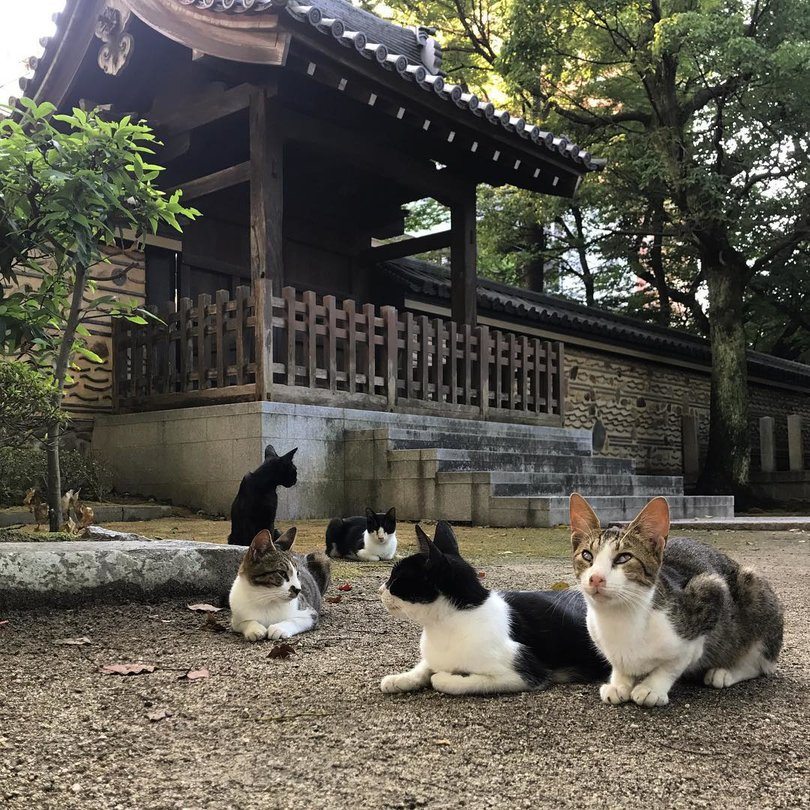 Visiter le Japon - Les chats du temple Zen de Shofukuji