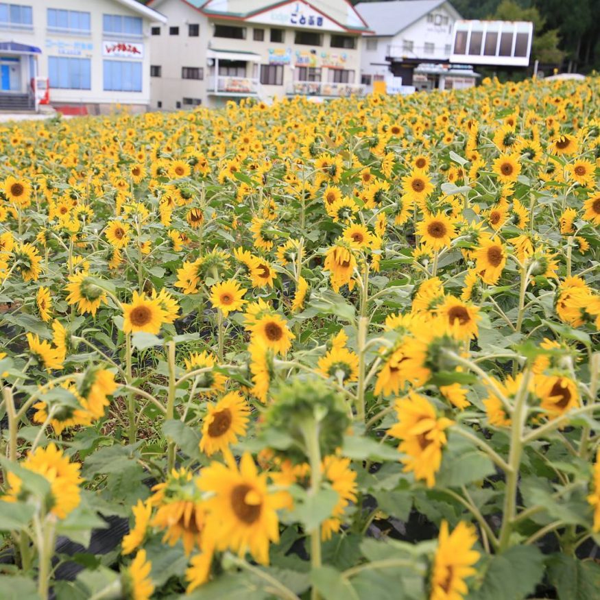 Visiter le Japon - champs de tournesols à Hida Takayama