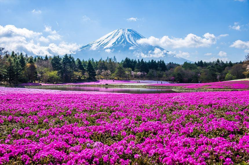 Visiter le Japon - fleurs de cerisier à Hitsujiyama Park