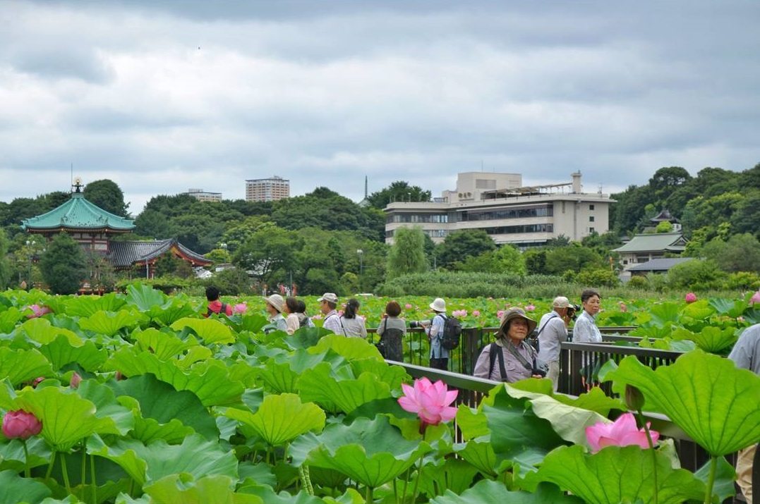 Visiter le Japon - étang de Shinobazu au parc d'Ueno