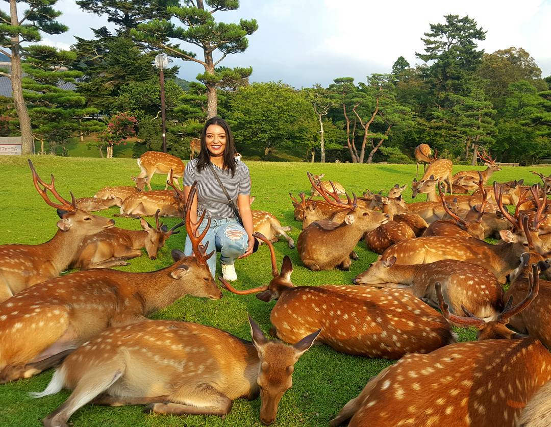 Visiter le Japon - le parc de Nara