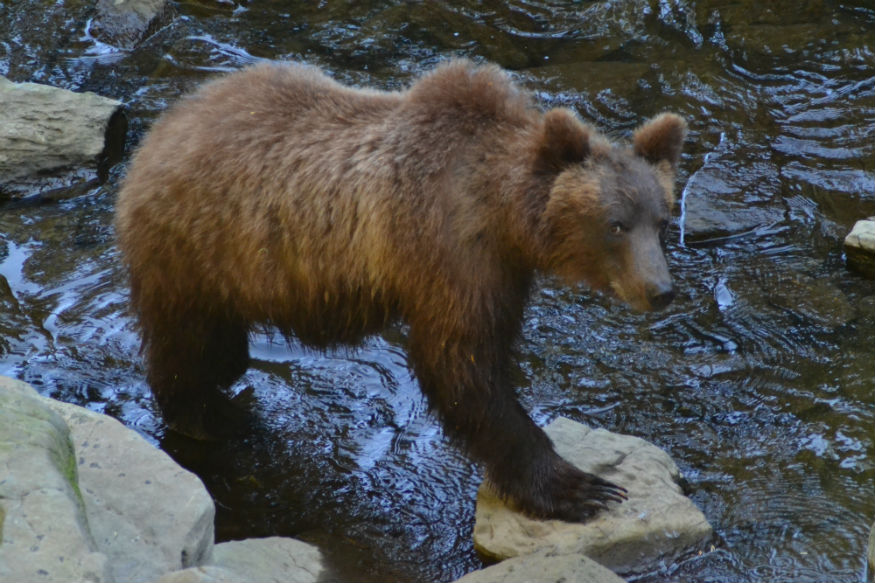 donne in solitaria alaska