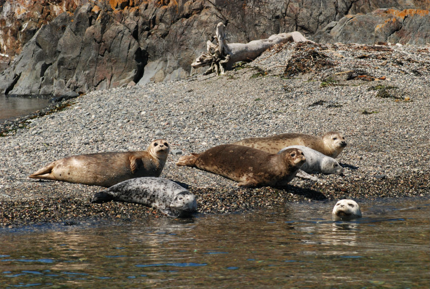 donne in solitaria alaska