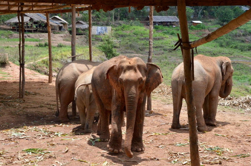 thailandia elefanti - incontrare gli elefanti
