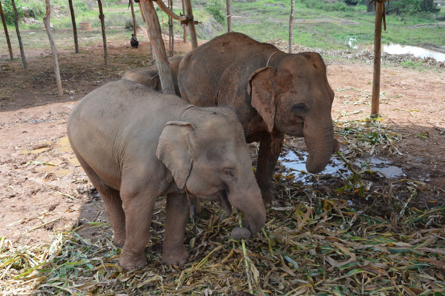 thailandia elefanti - cuccioli