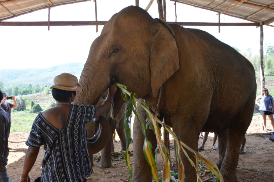 thailandia elefanti - mangiando