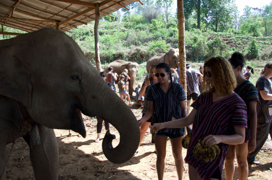 thailandia elefanti - con turisti