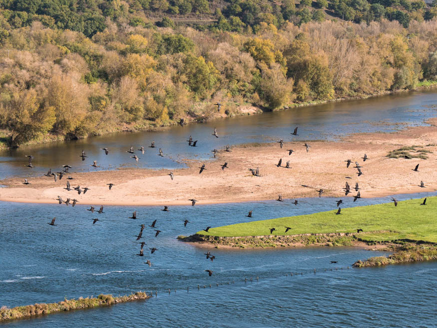 bord de loire cormoran