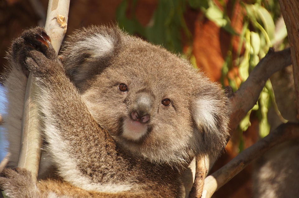 day trips from melbourne Phillip Island