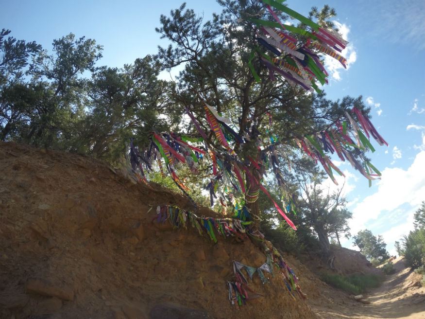 Coast To Coast USA - albero