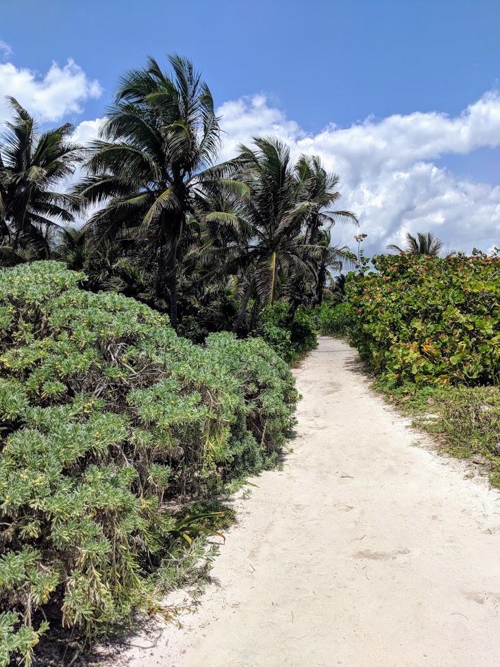 Que faire à Cancun - chemin au milieu des palmiers