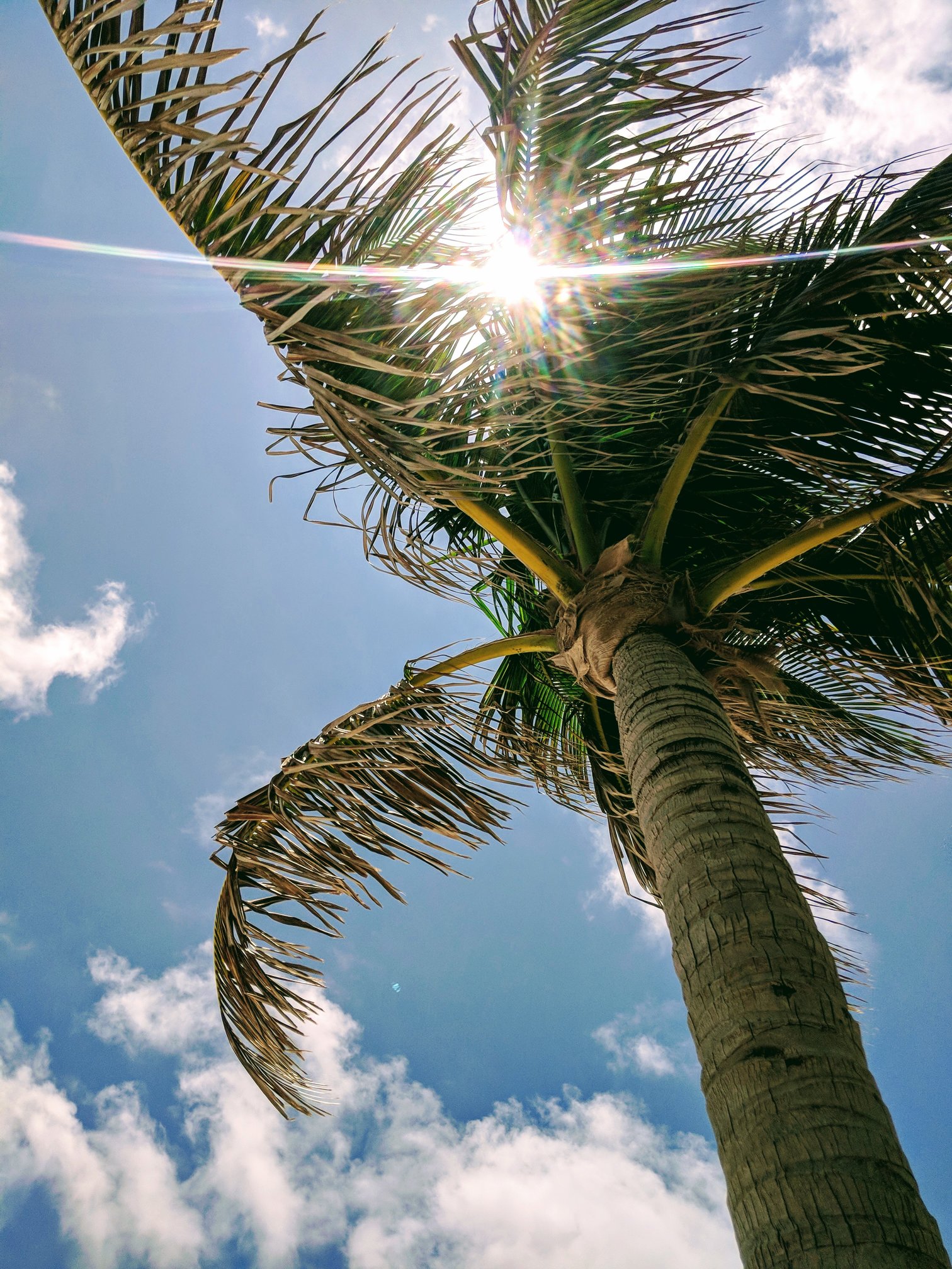 Que faire à Cancun - soleil et palmier